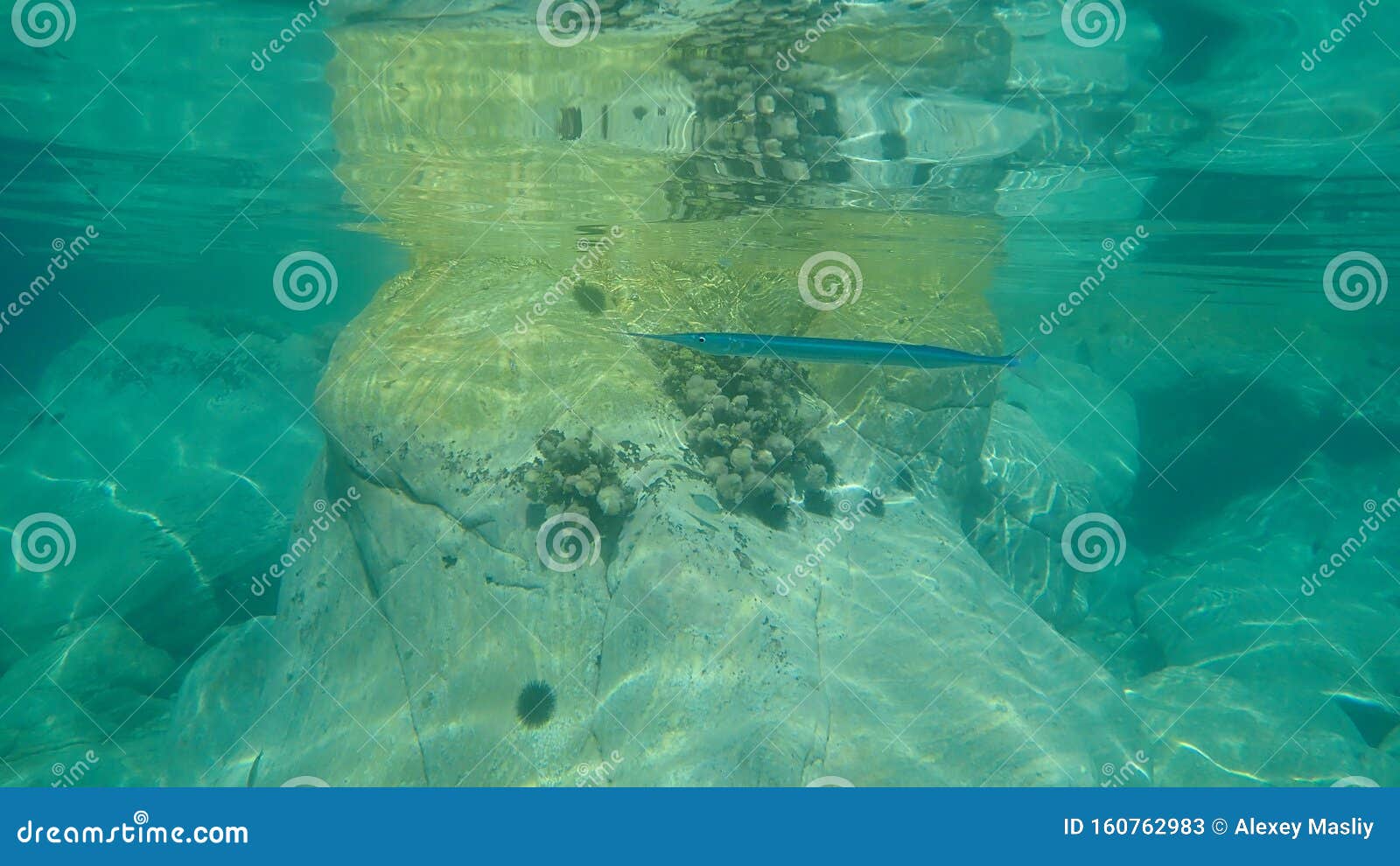 Belone Belone Garfish Sea Needle Garpike Stock Image Image Of Snorkeling Marine