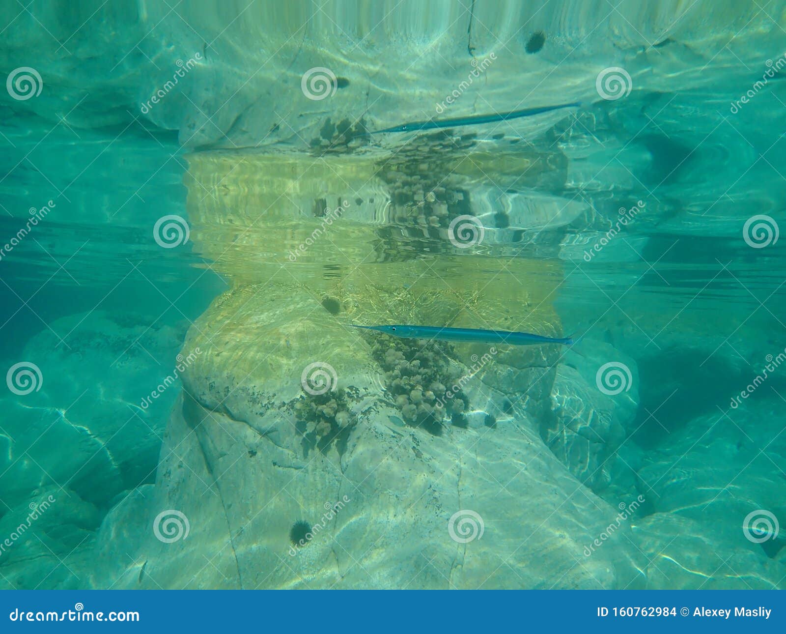 Belone Belone Garfish Sea Needle Garpike Stock Photo Image Of Aegean Halkidiki