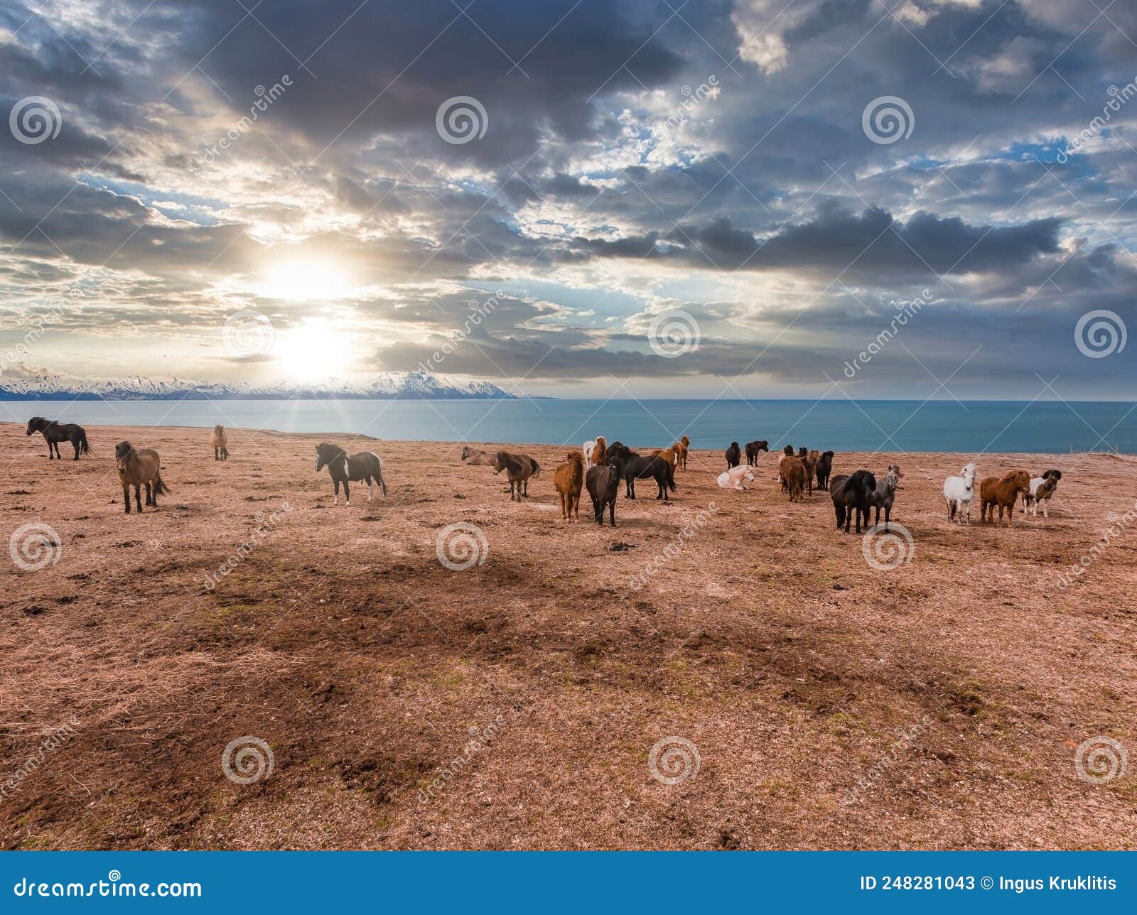 Cavalo Sorrindo Em Campos Islandeses Foto de Stock - Imagem de