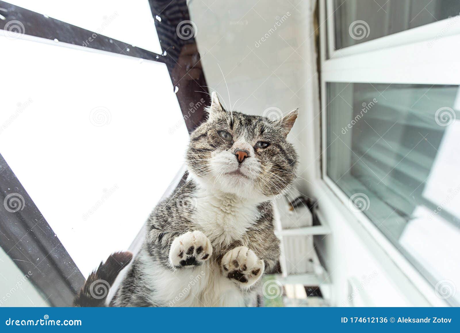 Cat Sitting on Glass Table and Looking through at Camera Stock Photo