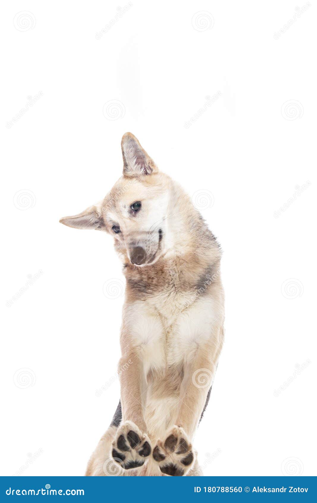 From Bellow Mixed Breed Shepherd Dog Standing Isolated on White ...