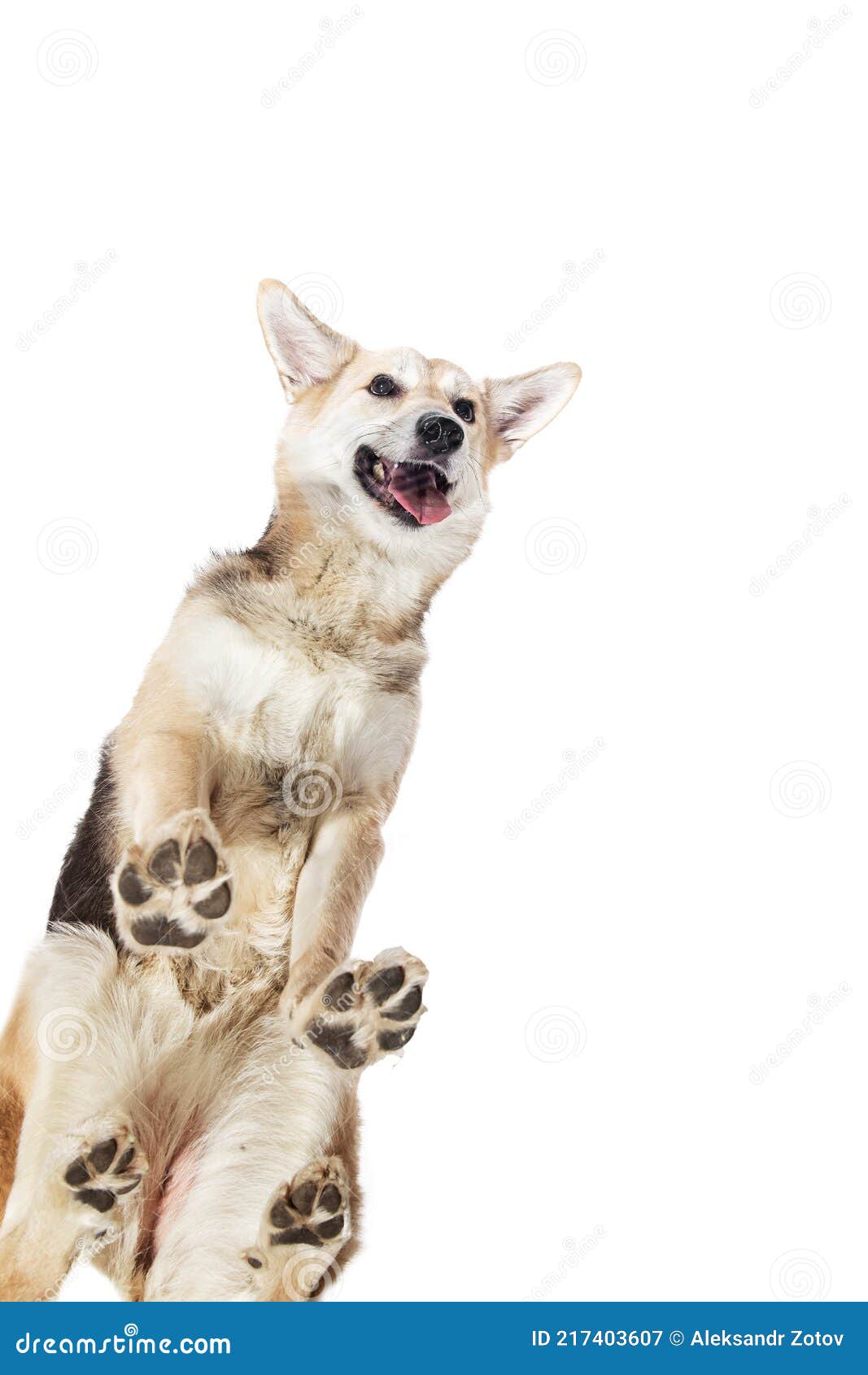 From Bellow Mixed Breed Shepherd Dog Standing Isolated on White ...