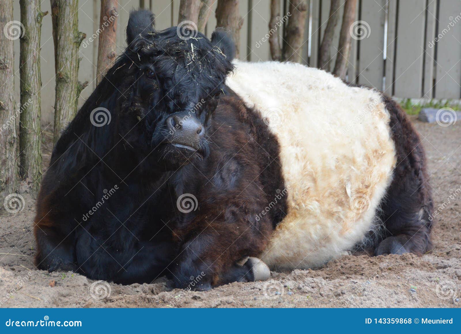 the belted galloway