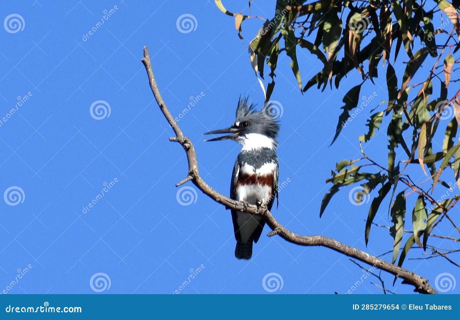 belted kingfisher bird and blue sky