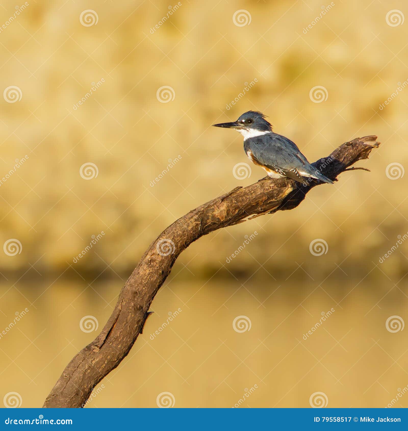 Belted Kingfisher stock image. Image of morning, rock - 79558517