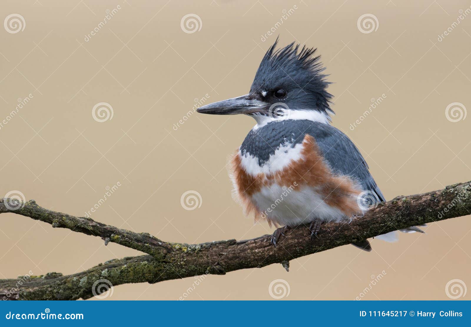 Belted Kingfisher stock image. Image of florida, blue - 111645217