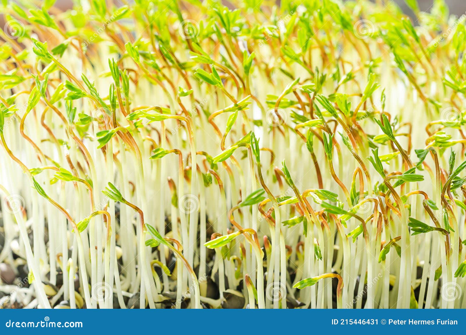 Sprouted Beluga Lentils, Microgreens of Indianhead Lentils Stock Image