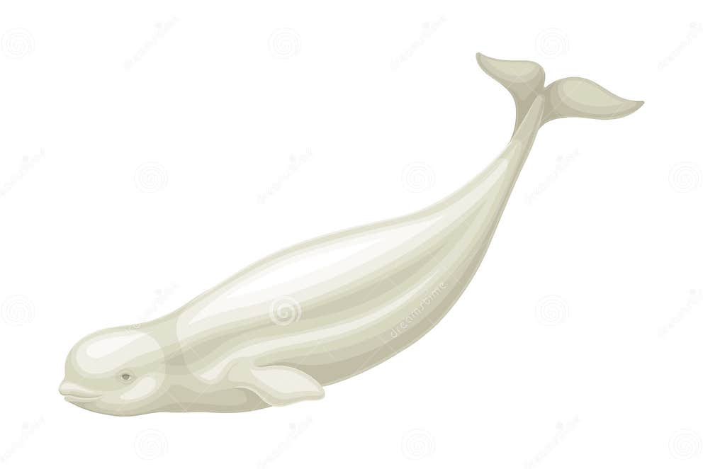 Beluga Whale As Aquatic Placental Marine Mammal with Flippers and Large