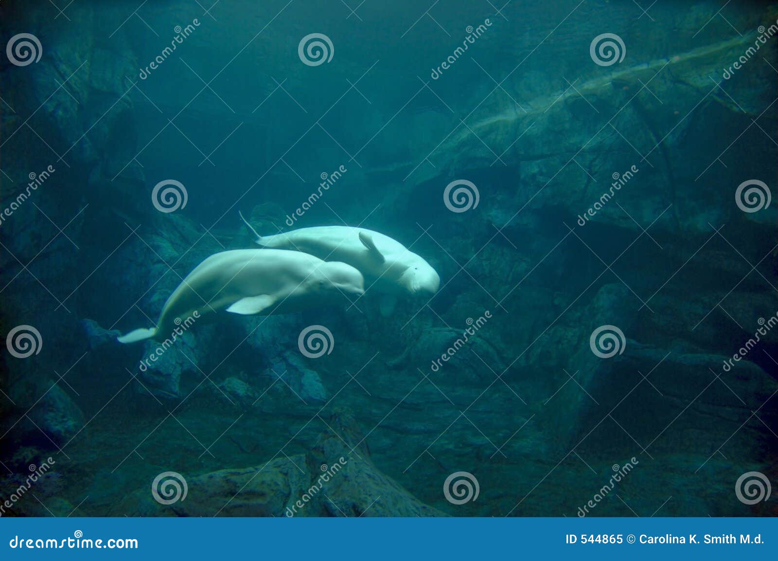 beluga whale courtship