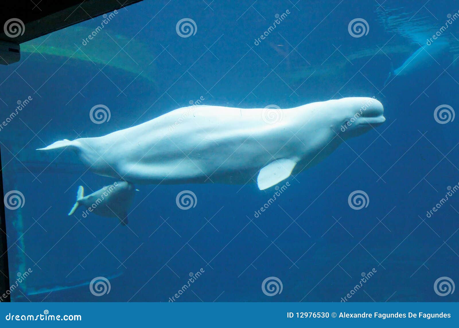 Beluga φάλαινα μόσχων. Beluga ενυδρείων μόσχος αυτή δικός της αρμέγοντας μητέρα που η φάλαινα του Βανκούβερ