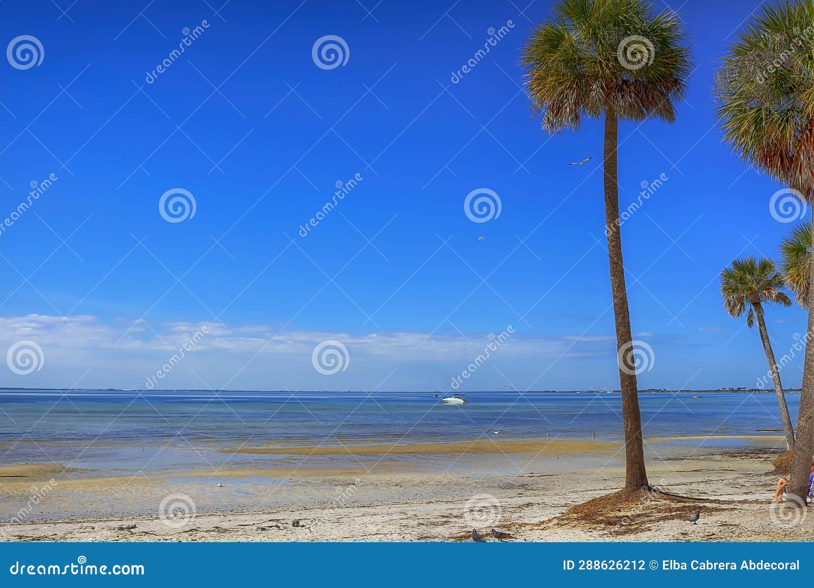 ben t. david beach, tampa, florida