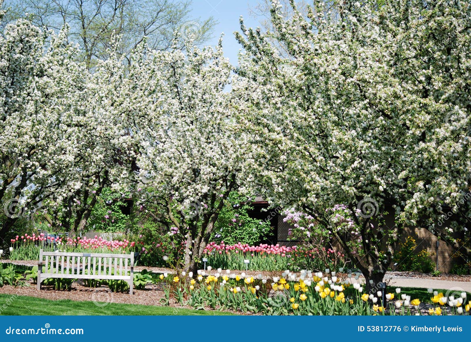 a bench in the middle of tulips and flowering trees.