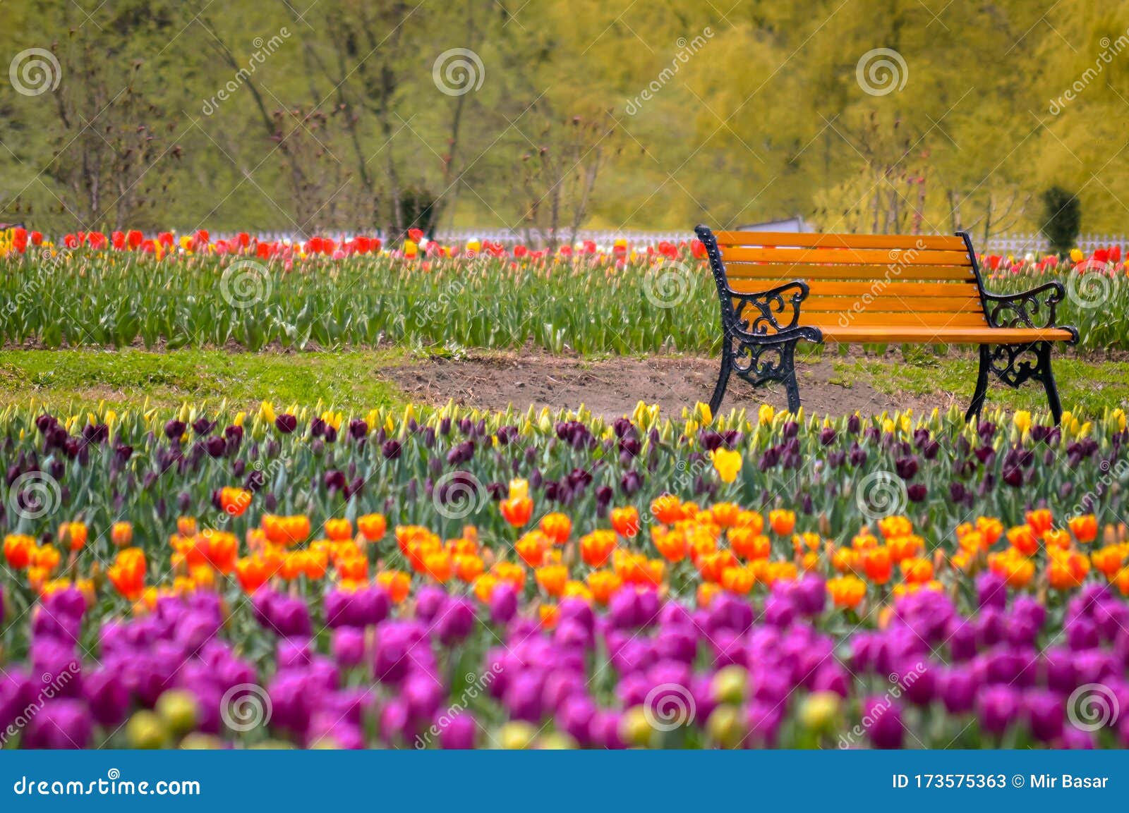 553 Tulip Garden Kashmir Photos Free Royalty Free Stock Photos From Dreamstime