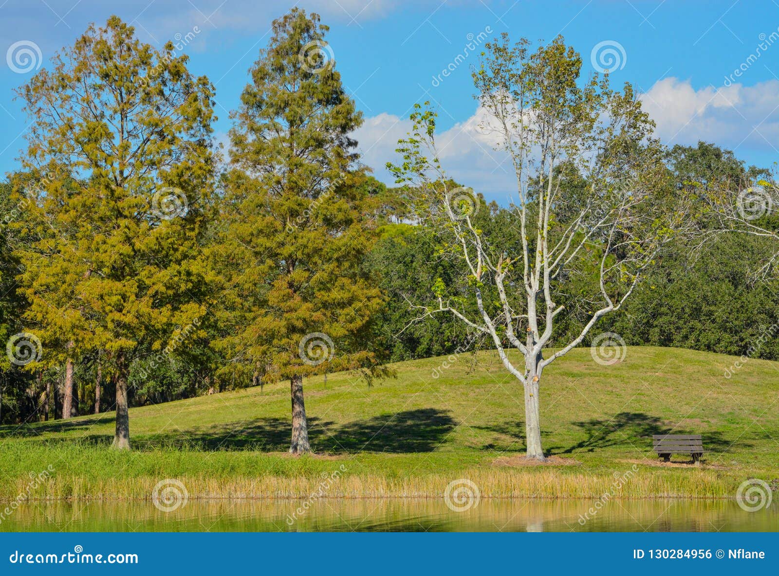 A Bench Over Looking the Cove on Lake Seminole in Seminole, Florida