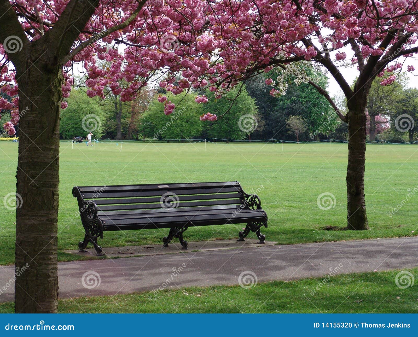 Bench with Pink Flowering Trees Stock Photo Image of sunshine, pink