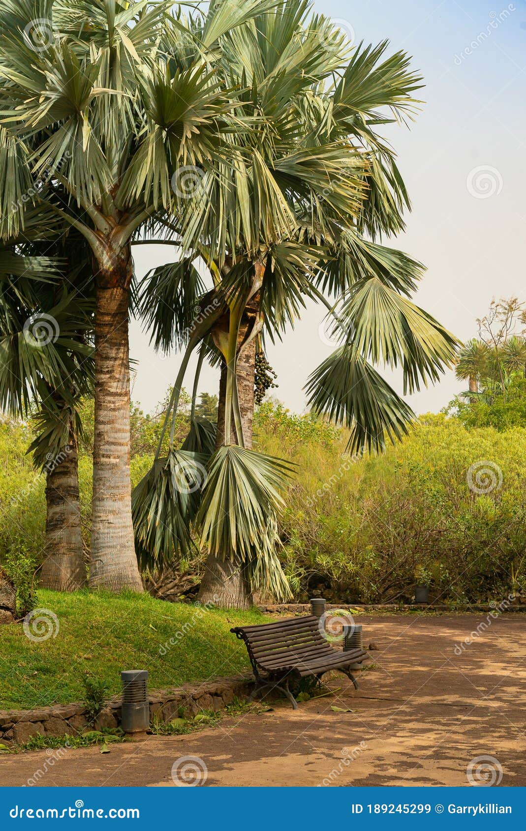 bench under the palm tress in a public park covered with sand storm, calima. tenerife, spain