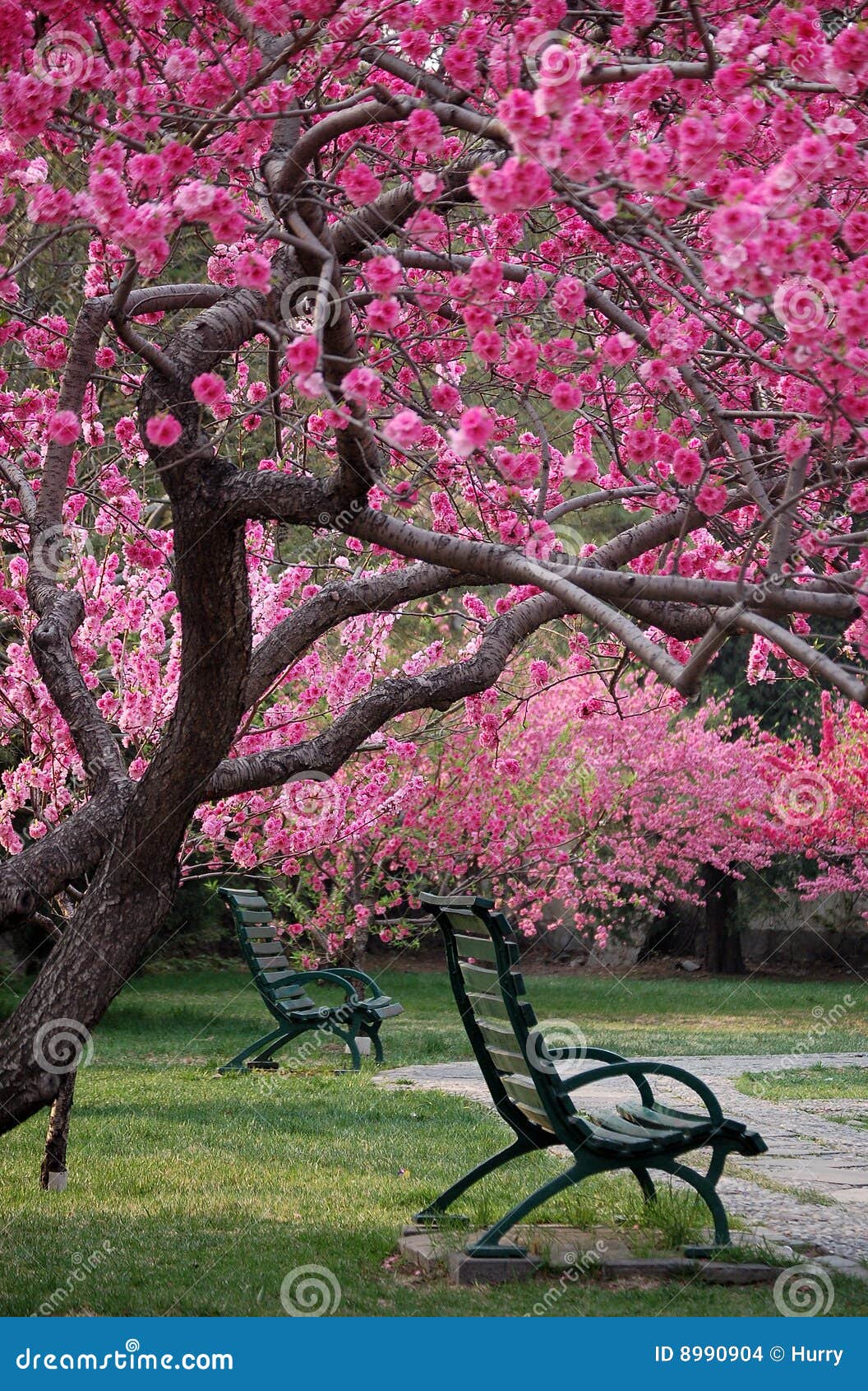 Bench Under Peach Tree In Spring Stock Photo - Image: 8990904