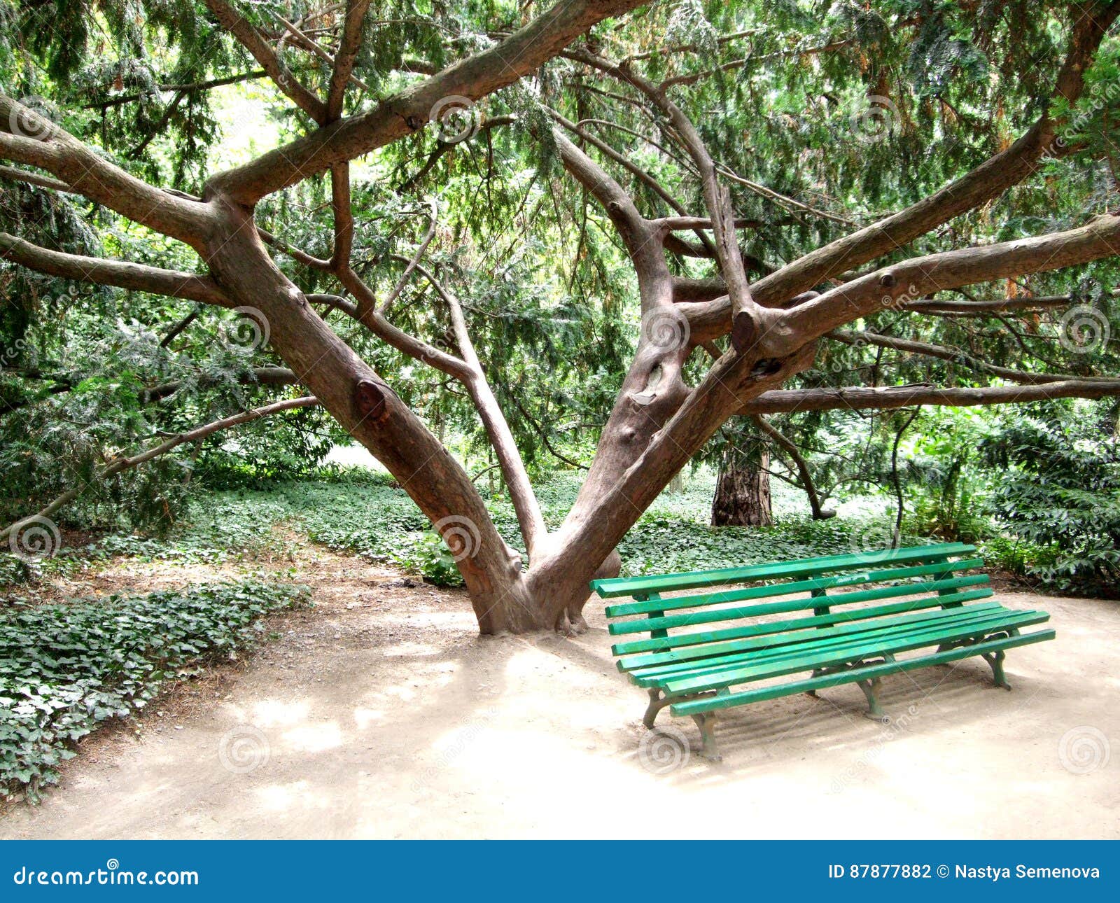 Green Bench Under a Tree in the Garden Stock Photo Image of