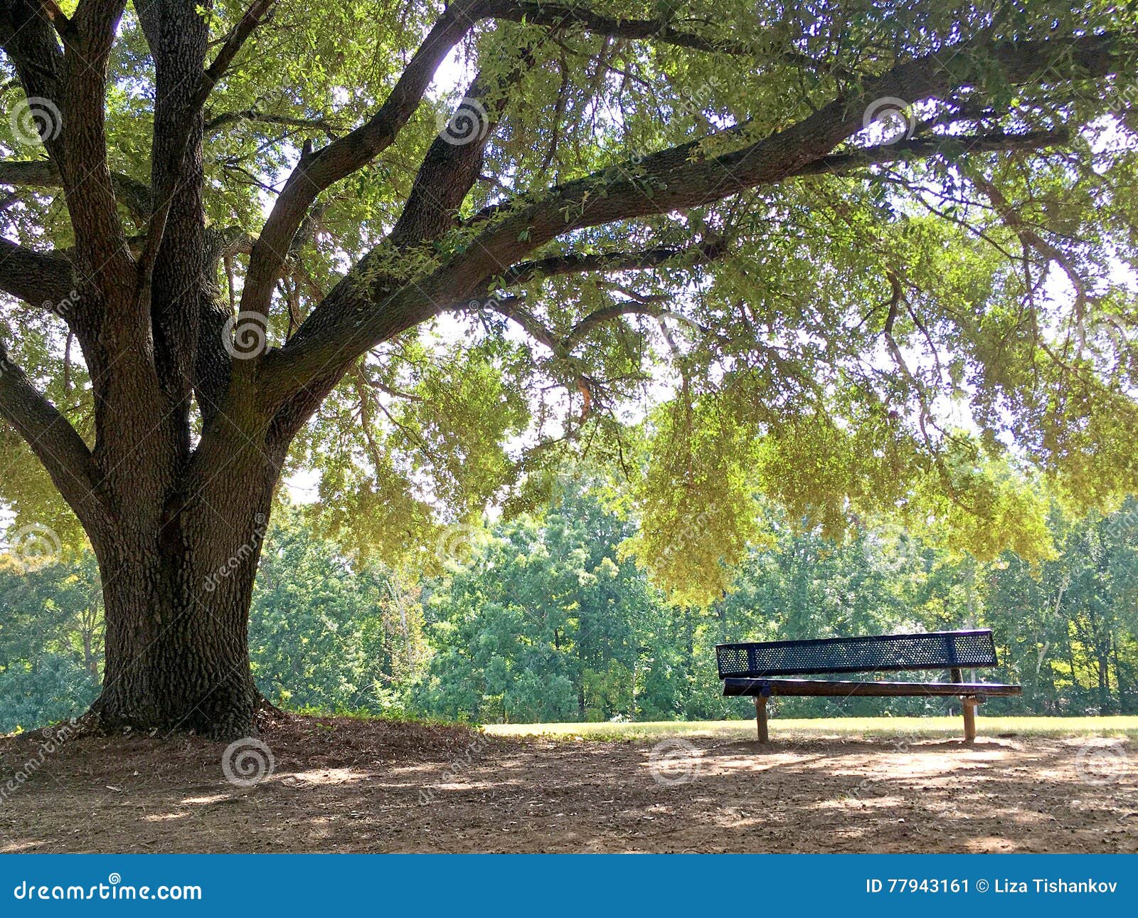 Bench Under a Tree in a Park Stock Image Image of lonely, overhanging
