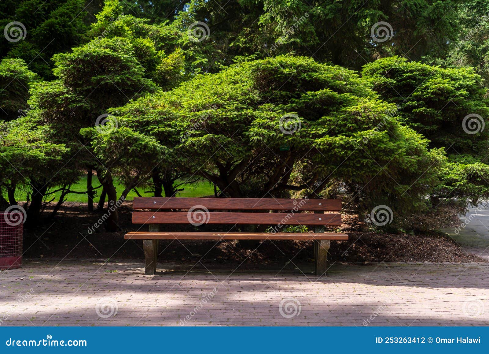 Bench Under the Tree in Quiet Environment Stock Photo Image of leaves