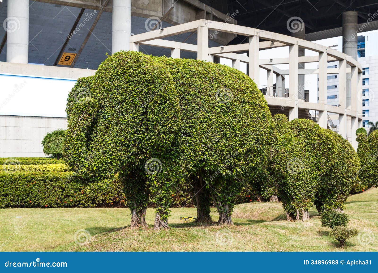 The Bending Tree of Elephant Bonsai Stock Photo Image of cutting