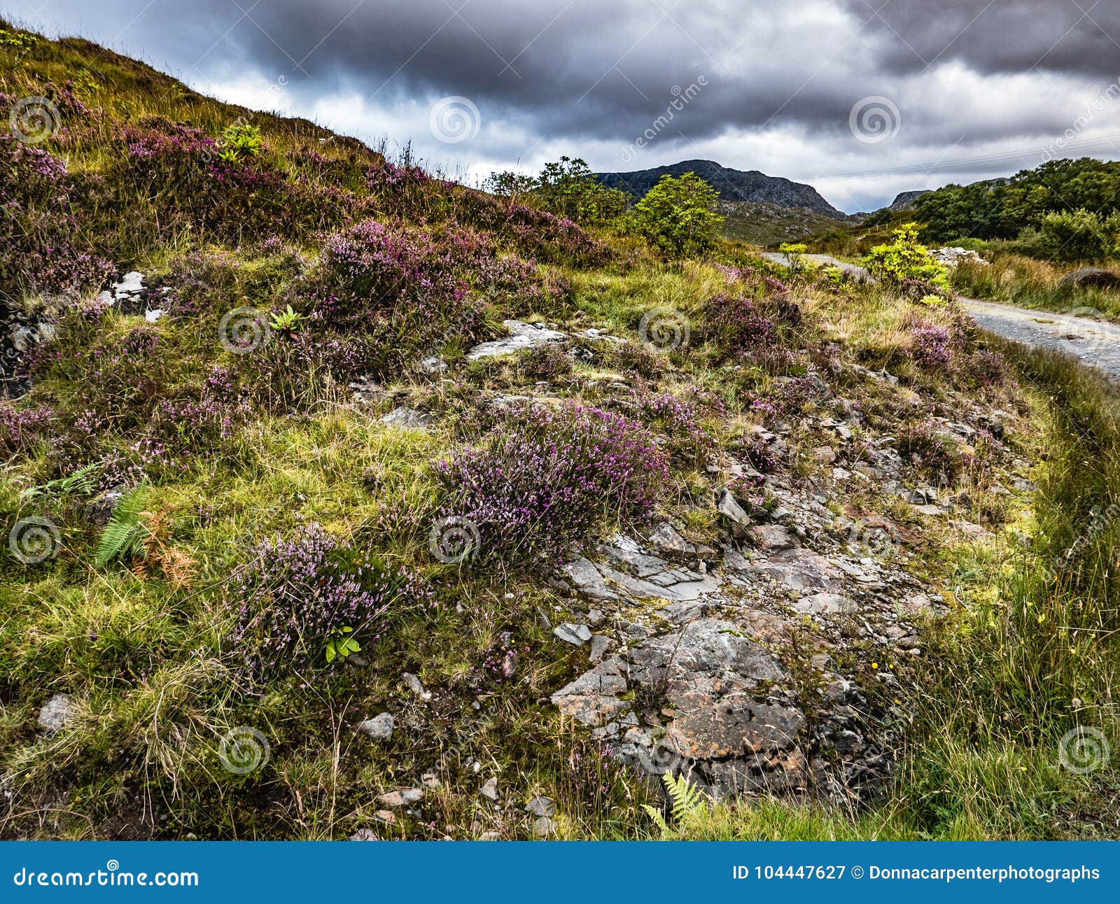 walking path through heathered hillsides in scottish highlands