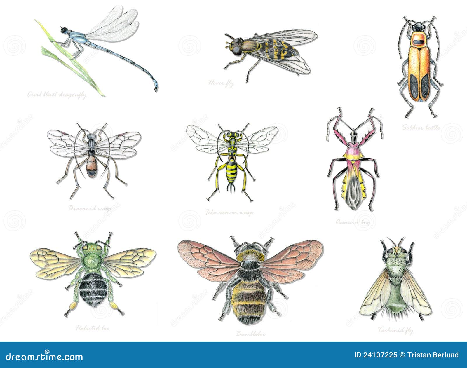 Beneficial Garden Insects 2 Stock Illustration Illustration Of