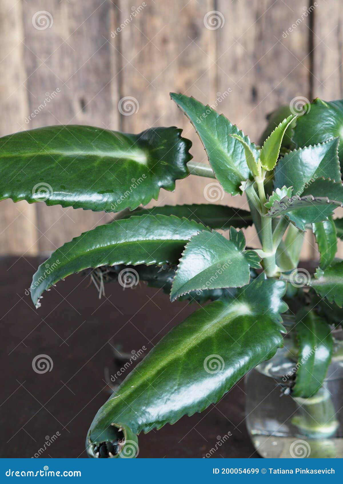 Beneficios De Salud De Kalanchoe. El Cierre De Un Brote De Una Planta De Kalanchoa Medicinal En Un Frasco De Agua Destinado a Imagen de archivo - Imagen de cubo, concepto: 200054699 Beneficios De Salud De Kalanchoe. El Cierre De Un Brote De Una Planta De Kalanchoa Medicinal En Un Frasco De Agua Destinado a Imagen de archivo - Imagen de cubo, concepto: 200054699