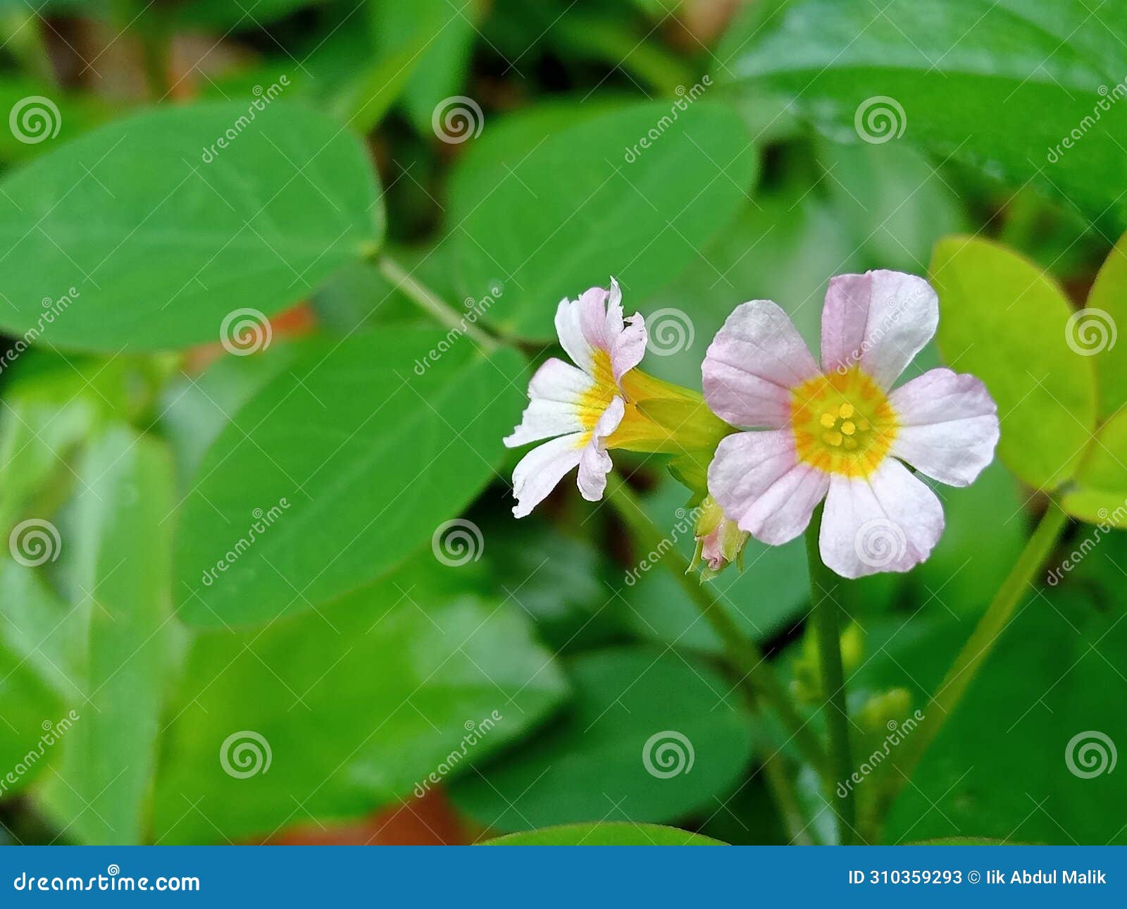 benefits of calincing flowers for body