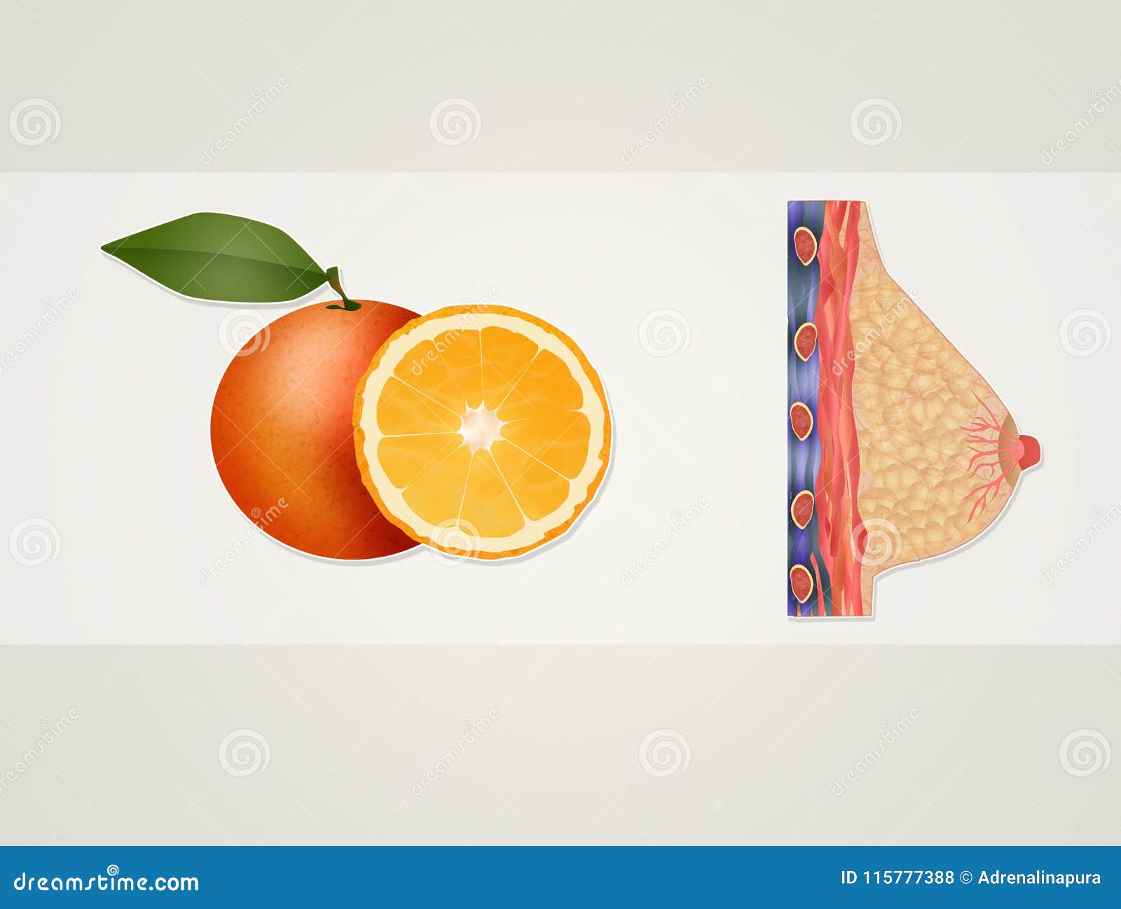 The Benefits of Oranges on the Breast Stock Illustration Illustration