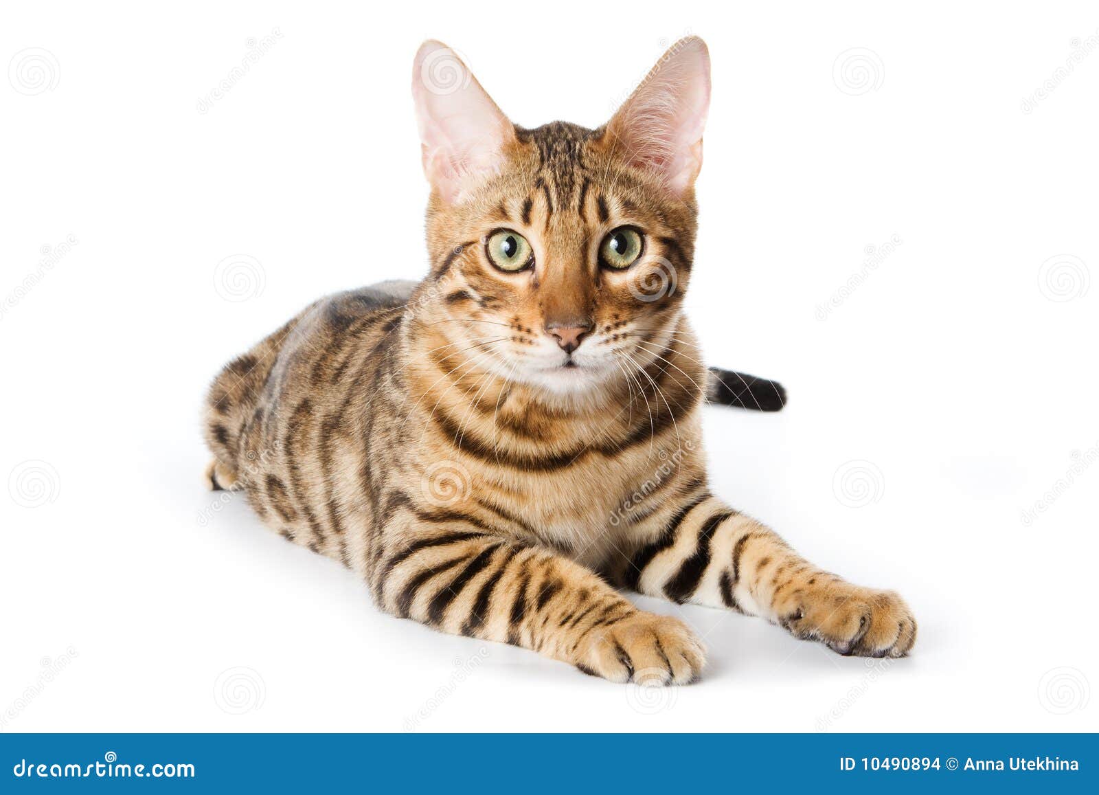 Bengal cat stock photo. Image of isolated, looking, studio 10490894