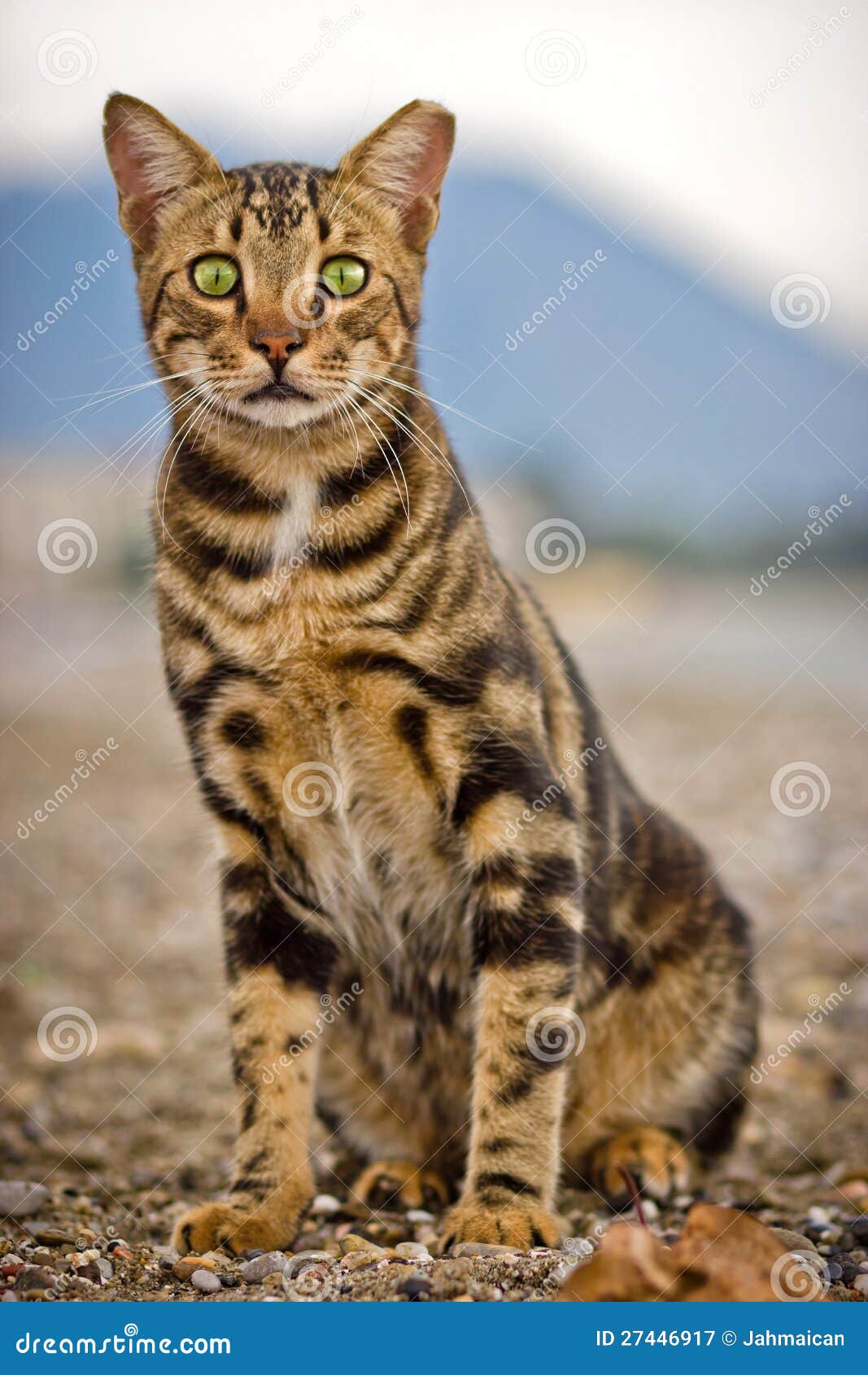 Erfaren person Vestlig spurv Bengal cat stock image. Image of beautiful, cute, gentle - 27446917