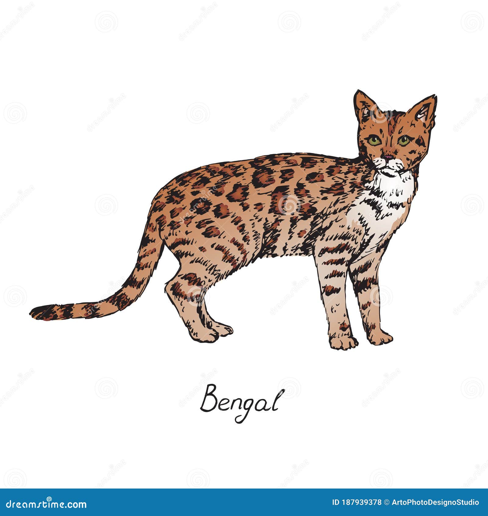 Cartoon Bengal Cat Stock Illustrations – 3,958 Cartoon Bengal Cat Stock Illustrations, Vectors & Clipart - Dreamstime Cartoon Bengal Cat Stock Illustrations – 3,958 Cartoon Bengal Cat Stock Illustrations, Vectors & Clipart - Dreamstime