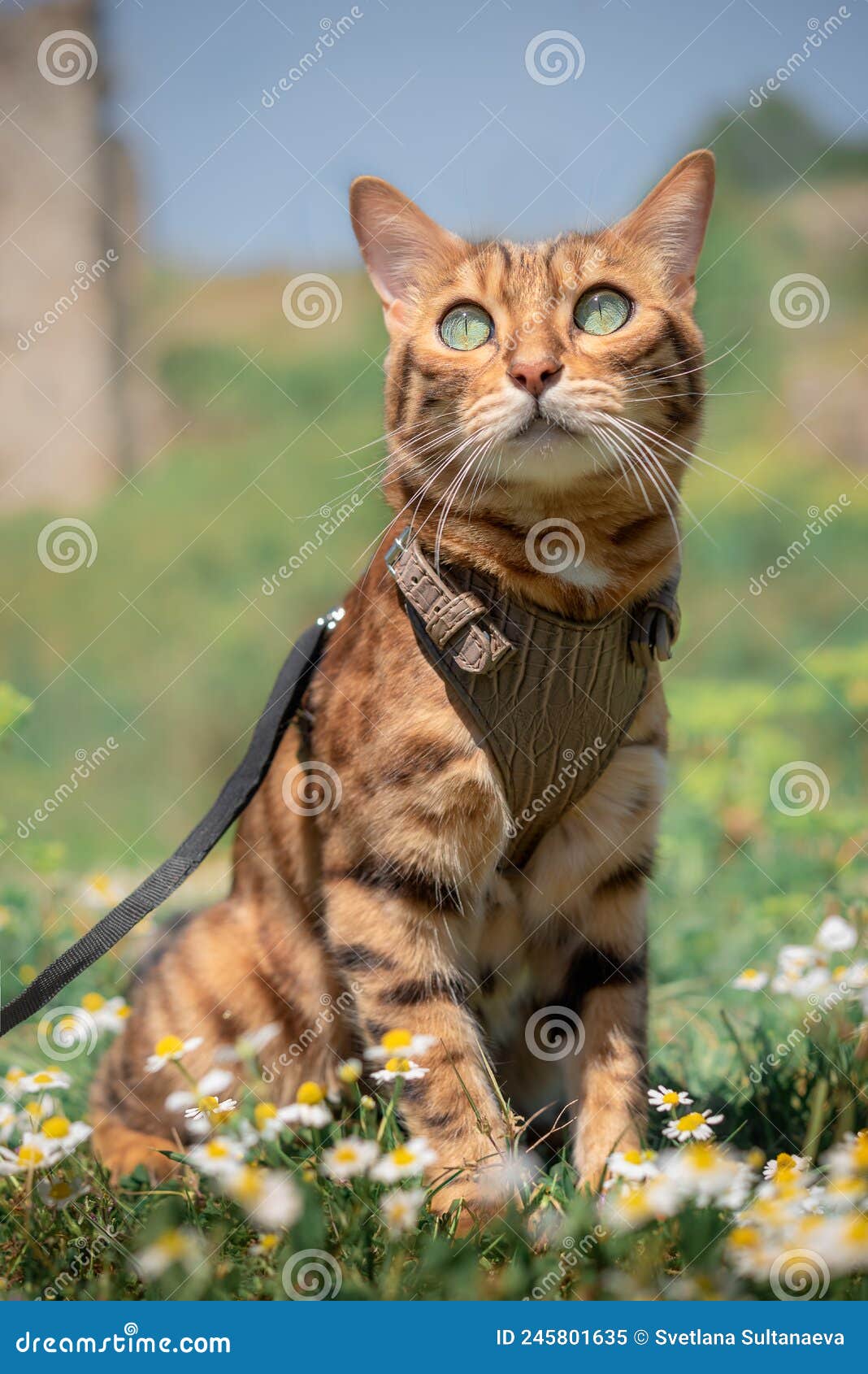 Bengal Cat in a Brown Leather Harness in a Meadow Stock Image Image