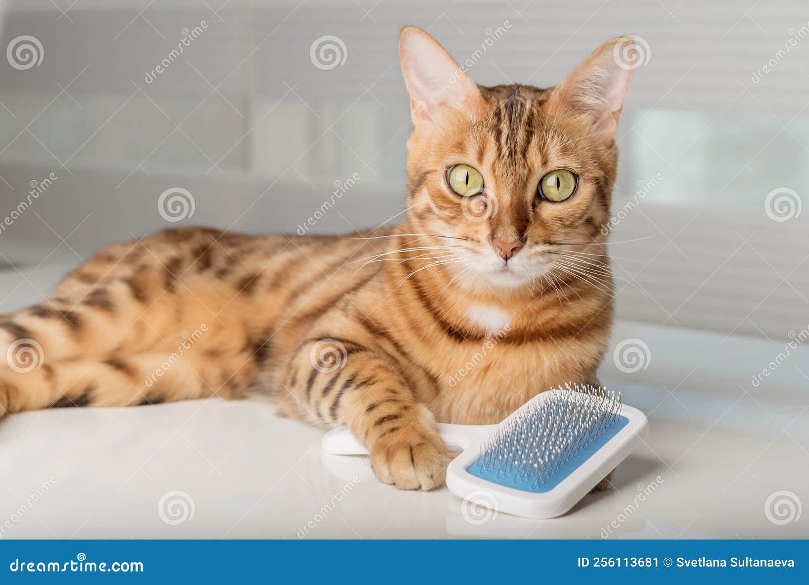 Bengal Cat with a Brush for Combing in Its Paws Stock Image Image of