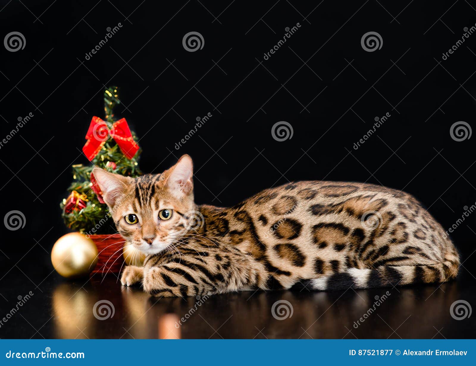 Bengal Cat With Christmas Tree On Dark Background Stock Image Image