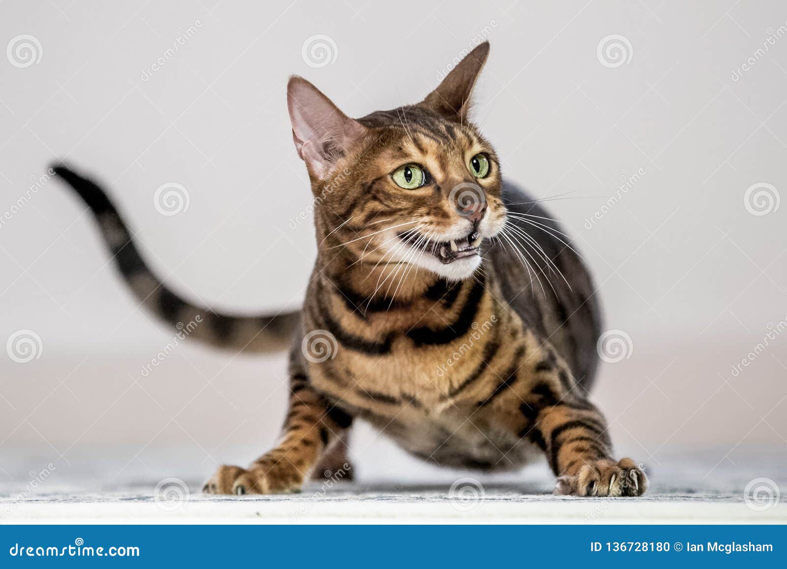 A Bengal Cat Crouching with Mouth Open Showing Its Teeth Stock Photo Image of whiskers