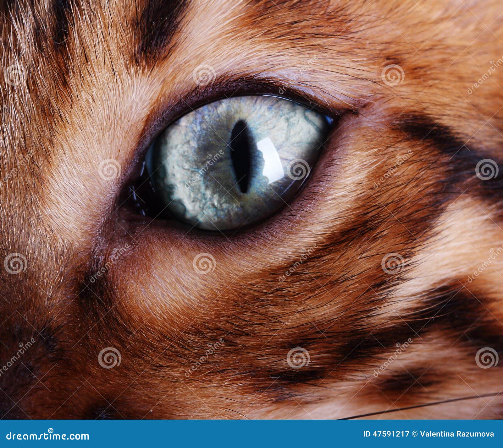 Bengal cat eye stock image. Image of life, fragment, cute 47591217