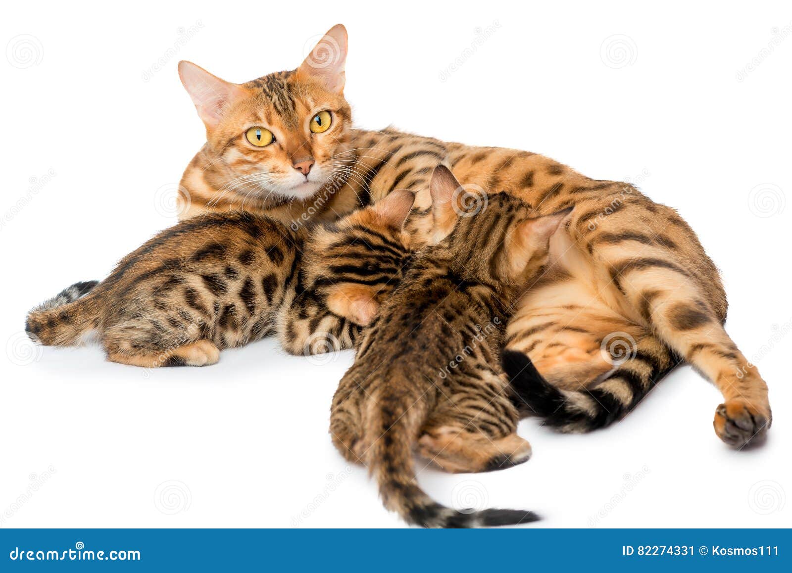 Bengal Cat Feeding Calves Milk Stock Image Image of eating, lying