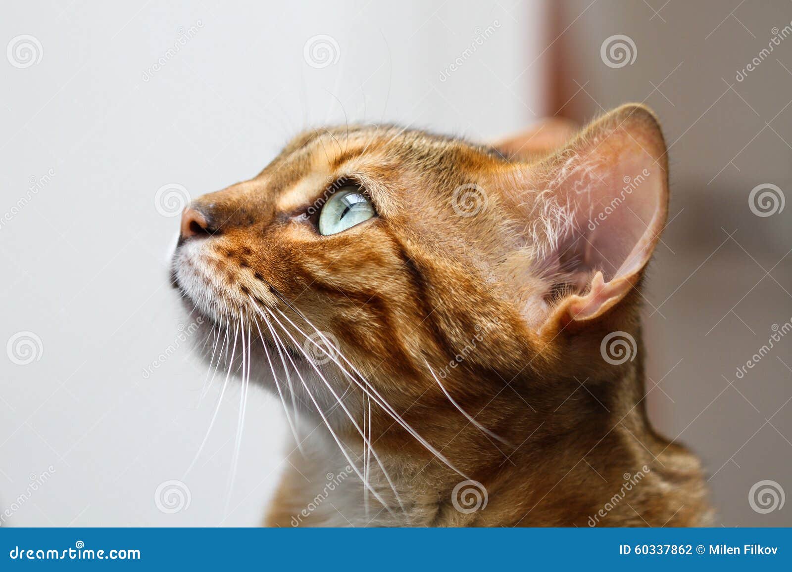 Bengal Cat Felis Catus Prionailurus Bengalensis Head In Profile Stock Photo Image Of Bengal Prionailurus