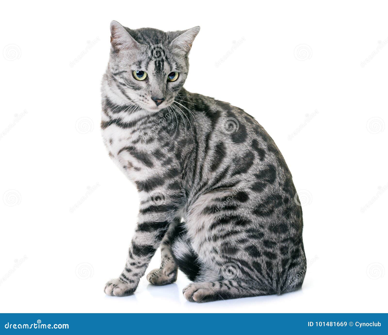 Bengal cat in studio stock image. Image of purebred - 101481669