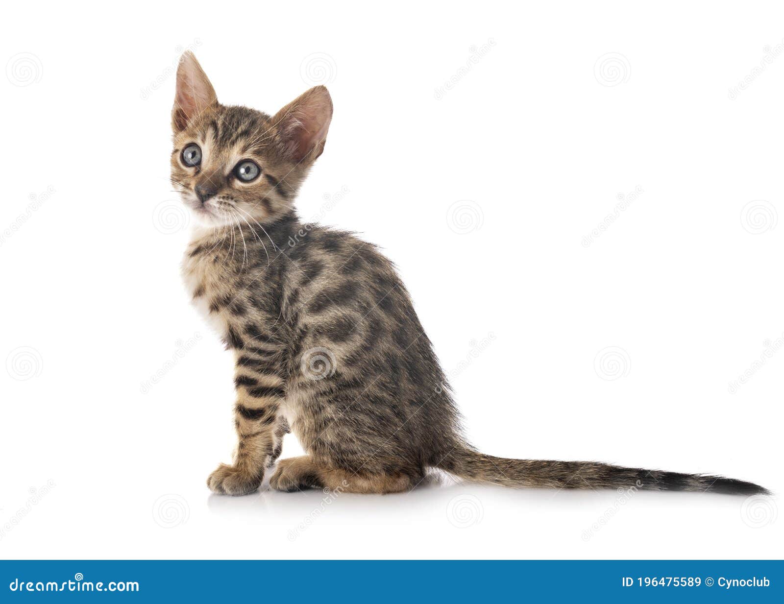 Bengal kitten in studio stock image. Image of little 196475589