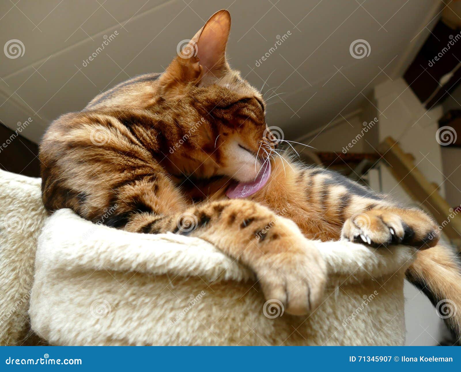 Bengal cat grooming stock image. Image of care, cleaning 71345907