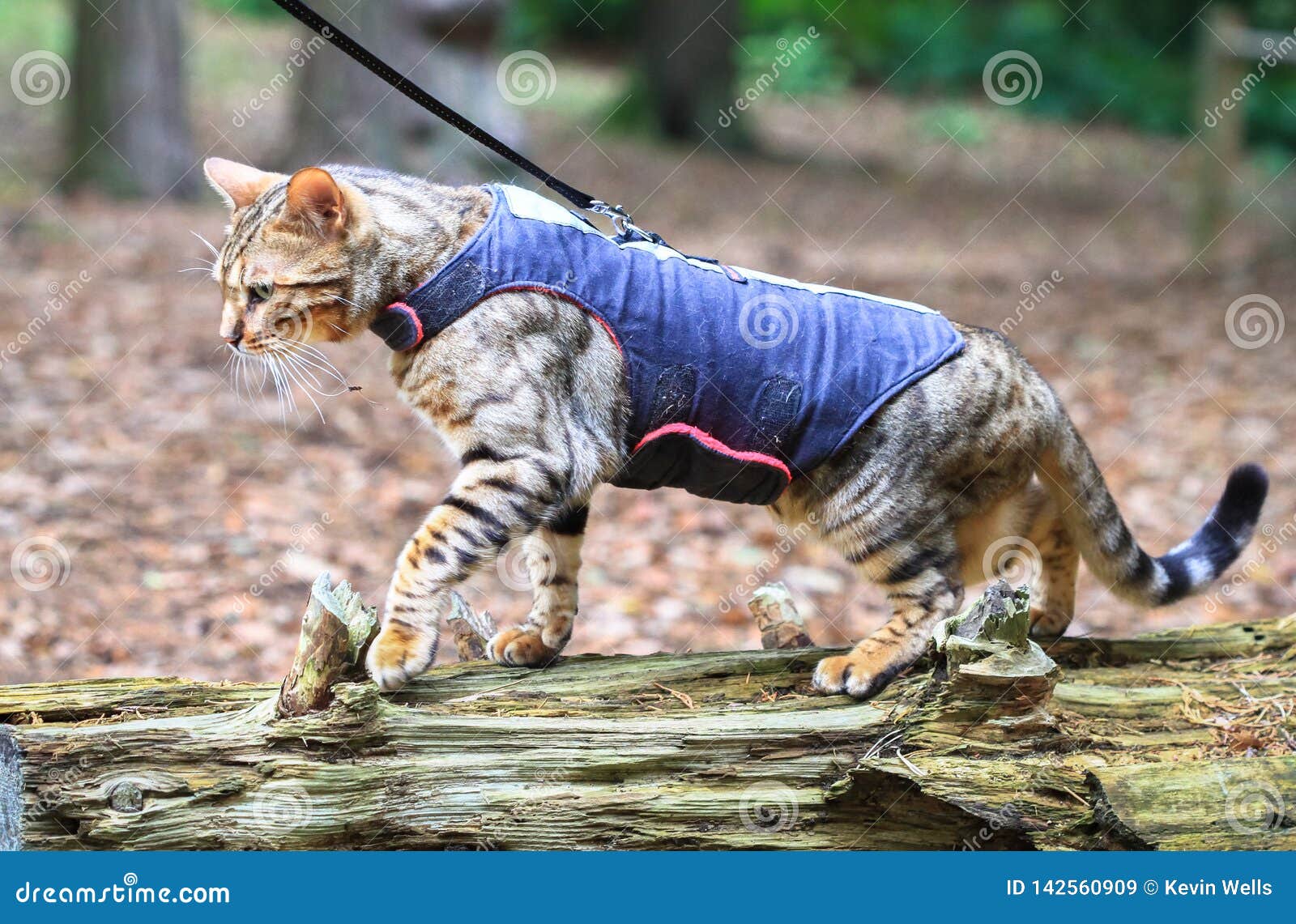a bengal cat in a harness
