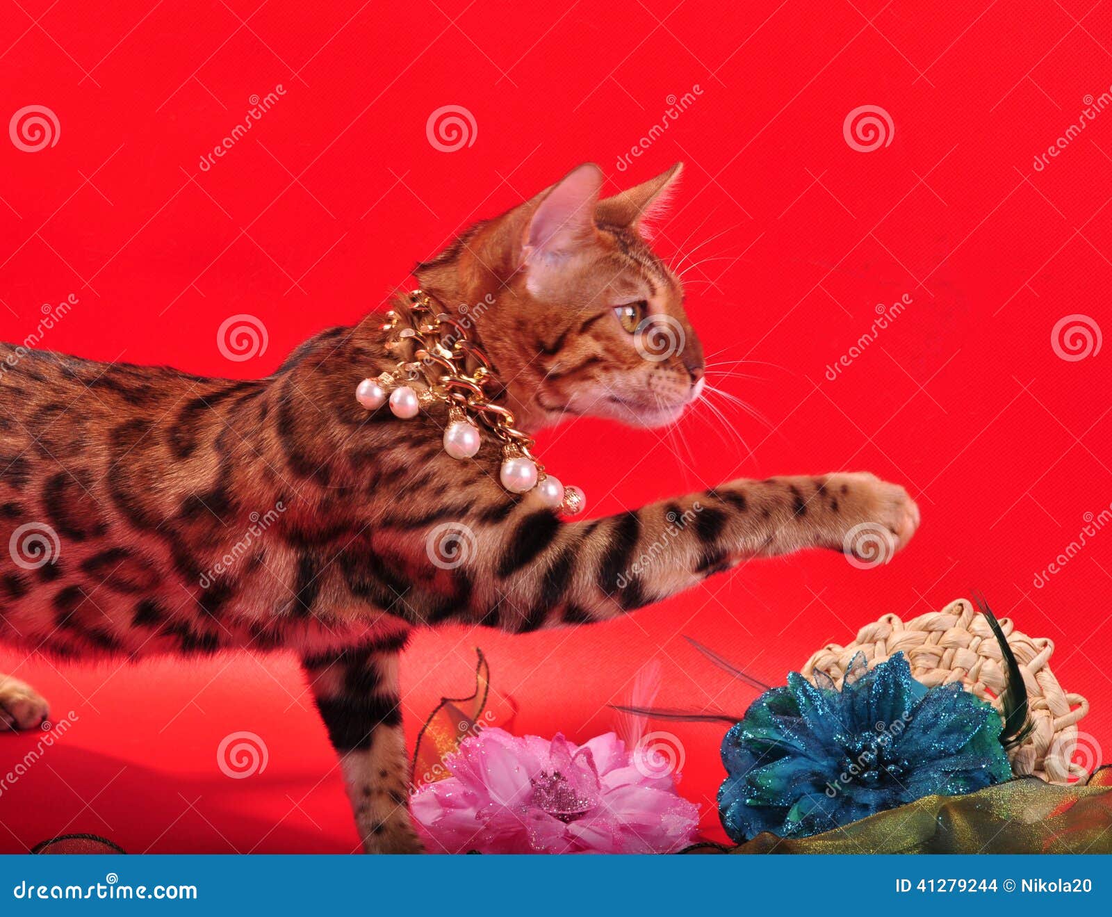 Bengal cat and Jewellery stock photo. Image of domestic 41279244