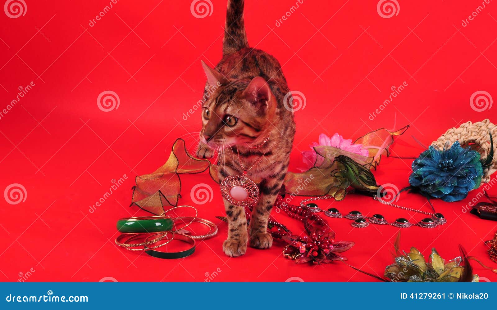 Bengal Cat And Jewellery Stock Photo 41279604