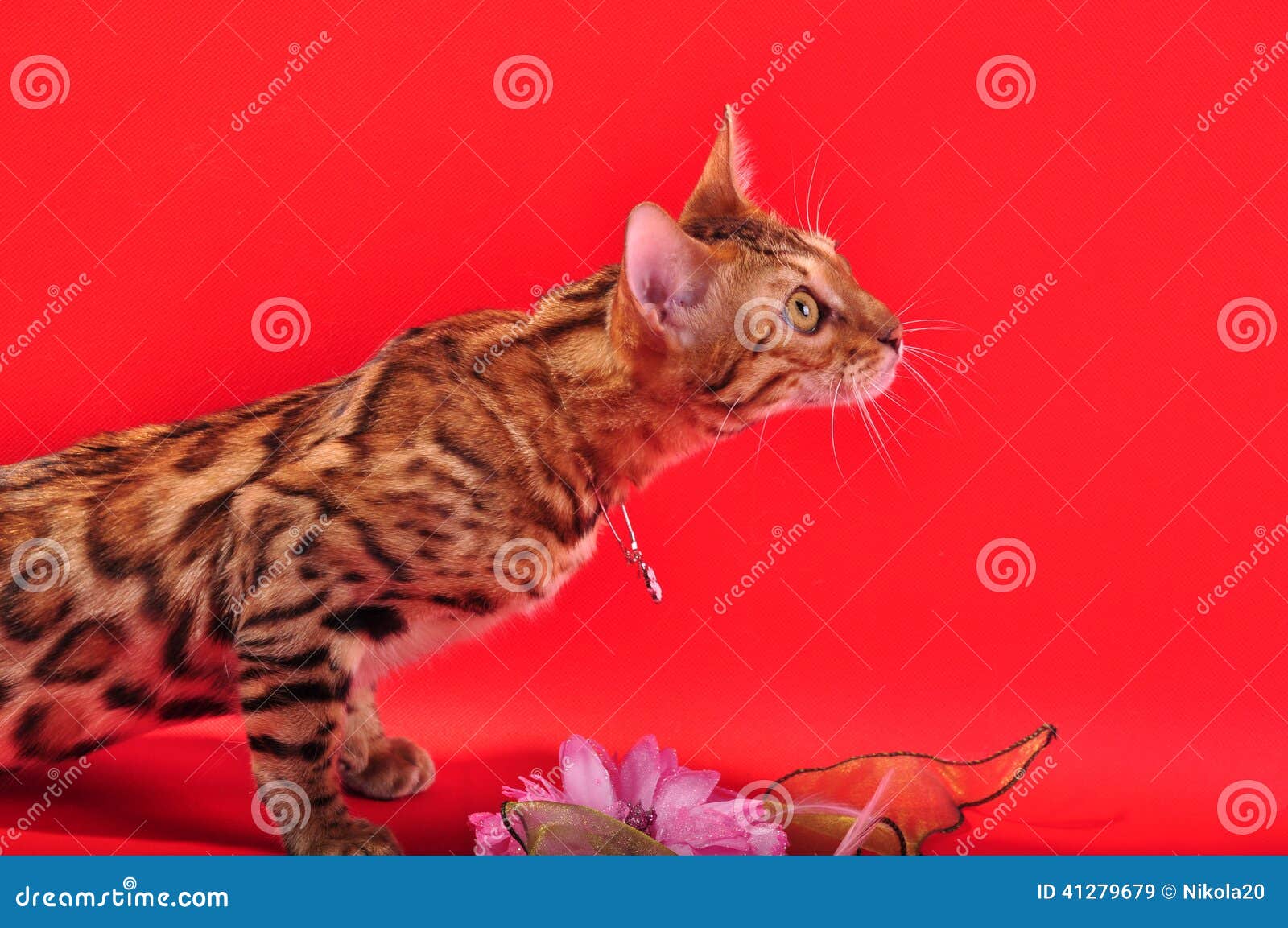 Bengal Cat And Jewellery Stock Photo 41279604