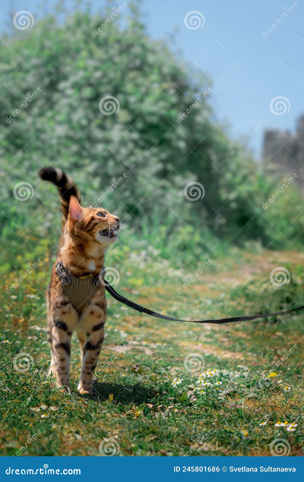 Bengal Cat in a Leather Harness Meows Stock Photo Image of nature