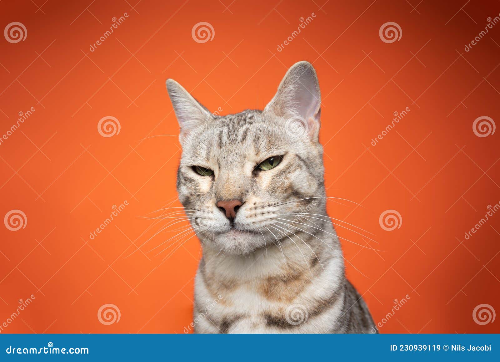 Close Up Face Of Cat. Upset Or Angry Mood Mode. Vintage Tone Filter Color  Style. Stock Photo, Picture and Royalty Free Image. Image 67988424.
