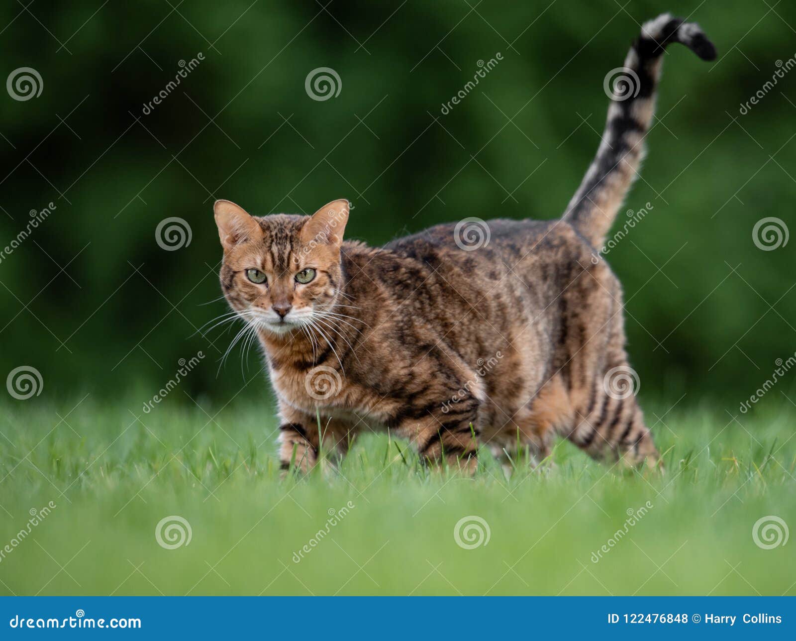 Bengal Cat Outise stock photo. Image of housecat, blue 122476848